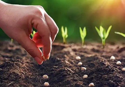 بذور زراعية